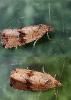 Celypha striana